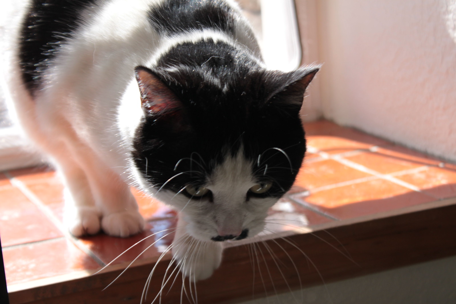 IMG_3819 - CATT PROLLS
