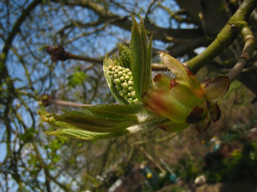 IMG_1165-gamma - Chestnutts