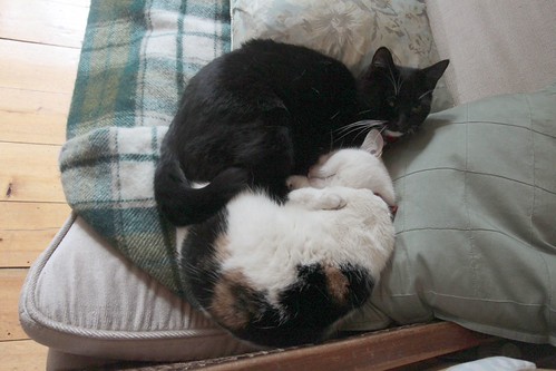 IMG_4339-gamma - CATTT PPARRADISE