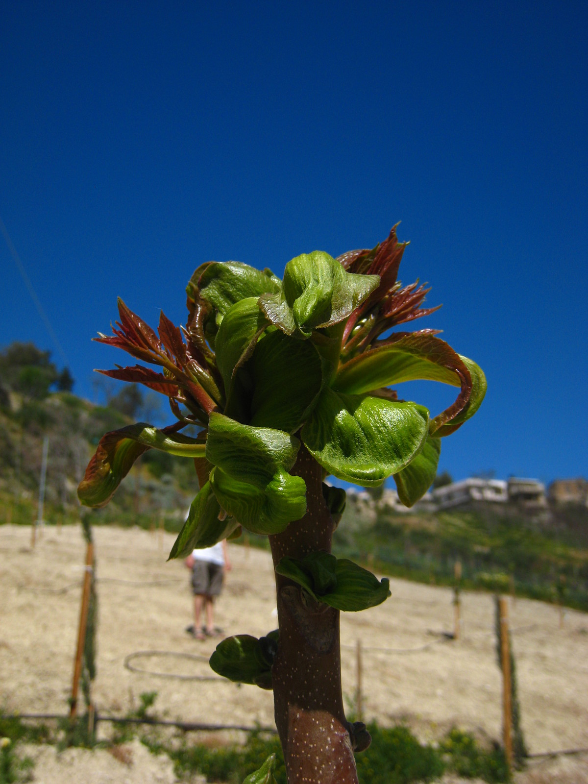 IMG_1102 - Extremely Unusual Plant