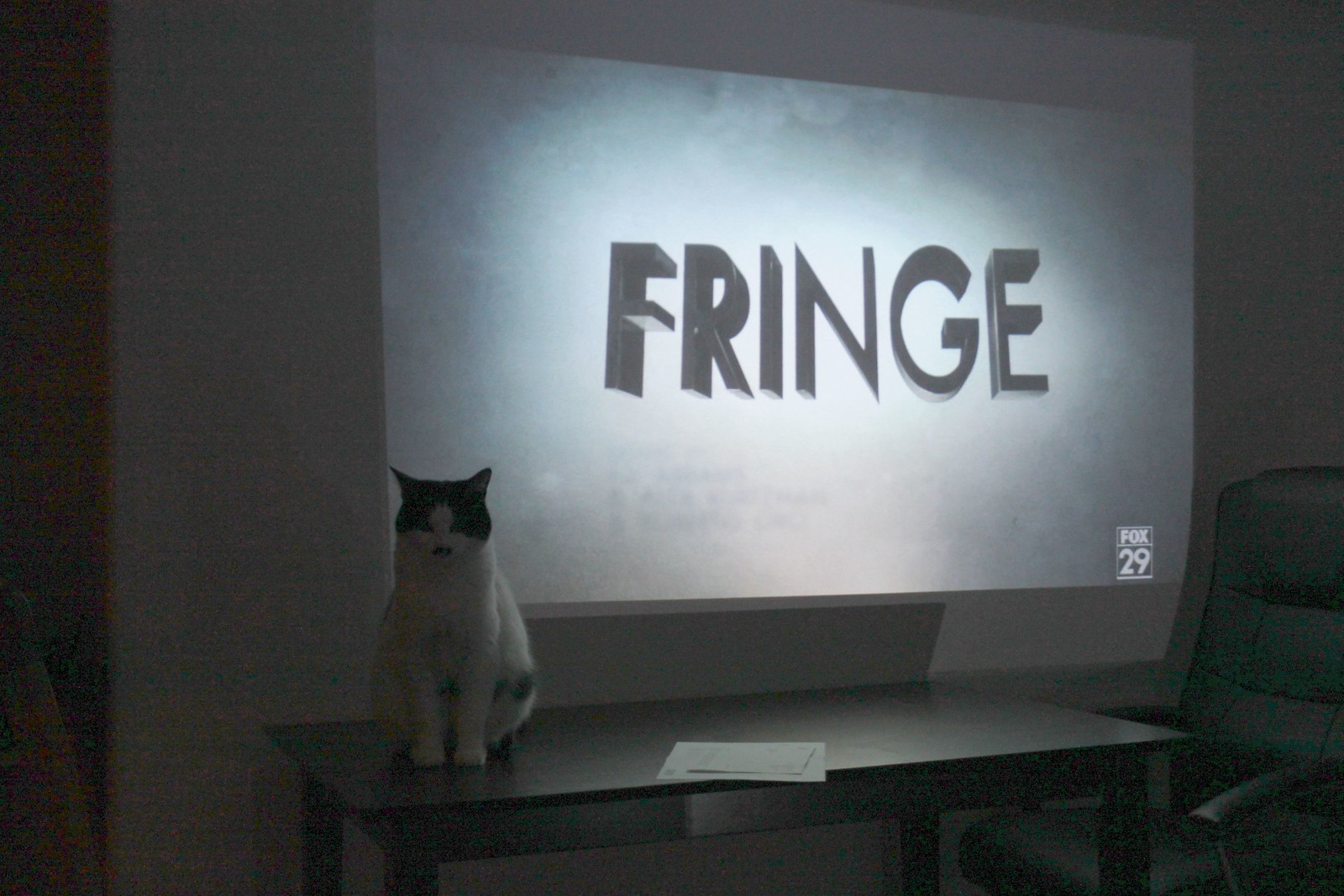 IMG_3484-gamma - FRINGECATT!