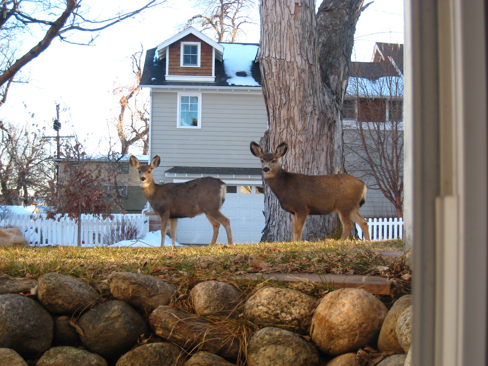 IMG_1009 - Deer at the Window