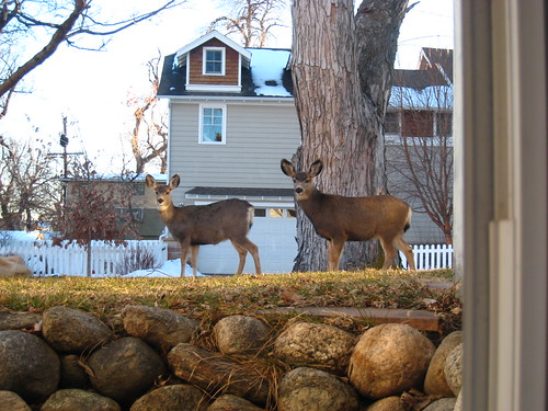 IMG_1009 - Deer at the Window