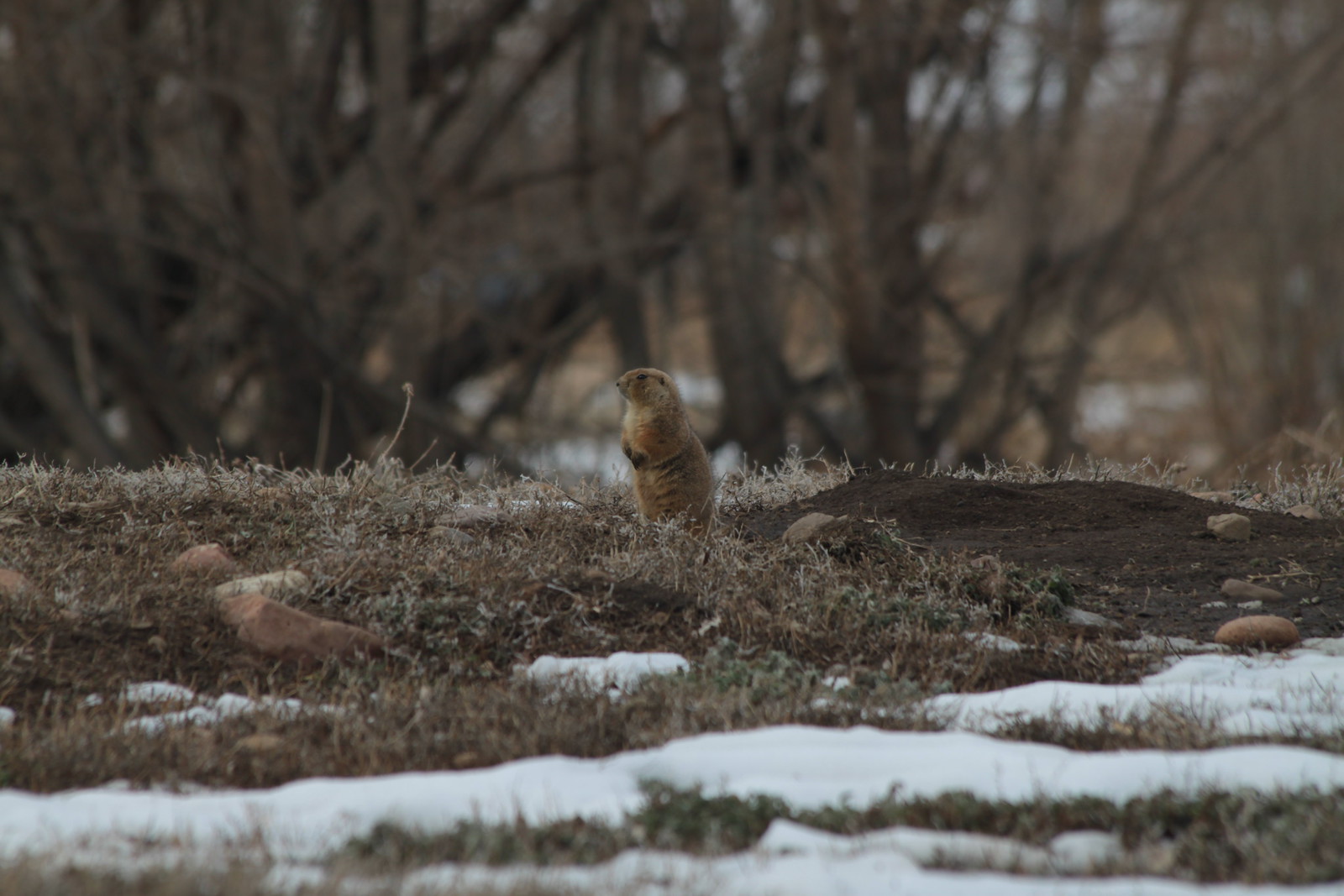 IMG_3722 - Prairie Dog Hole