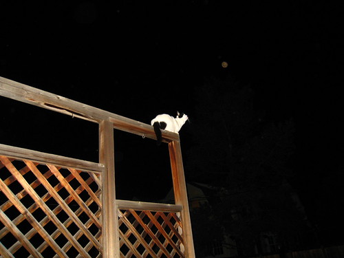 IMG_1353 - CATTTMOONN