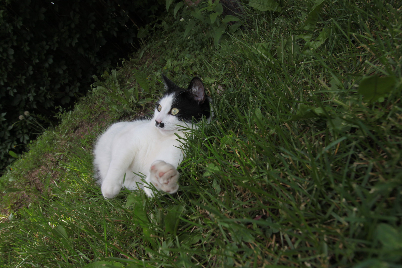 IMG_4935 - CATTINGRASS
