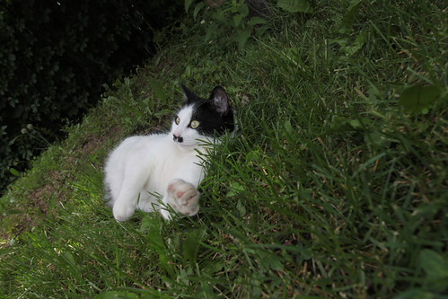 IMG_4935 - CATTINGRASS