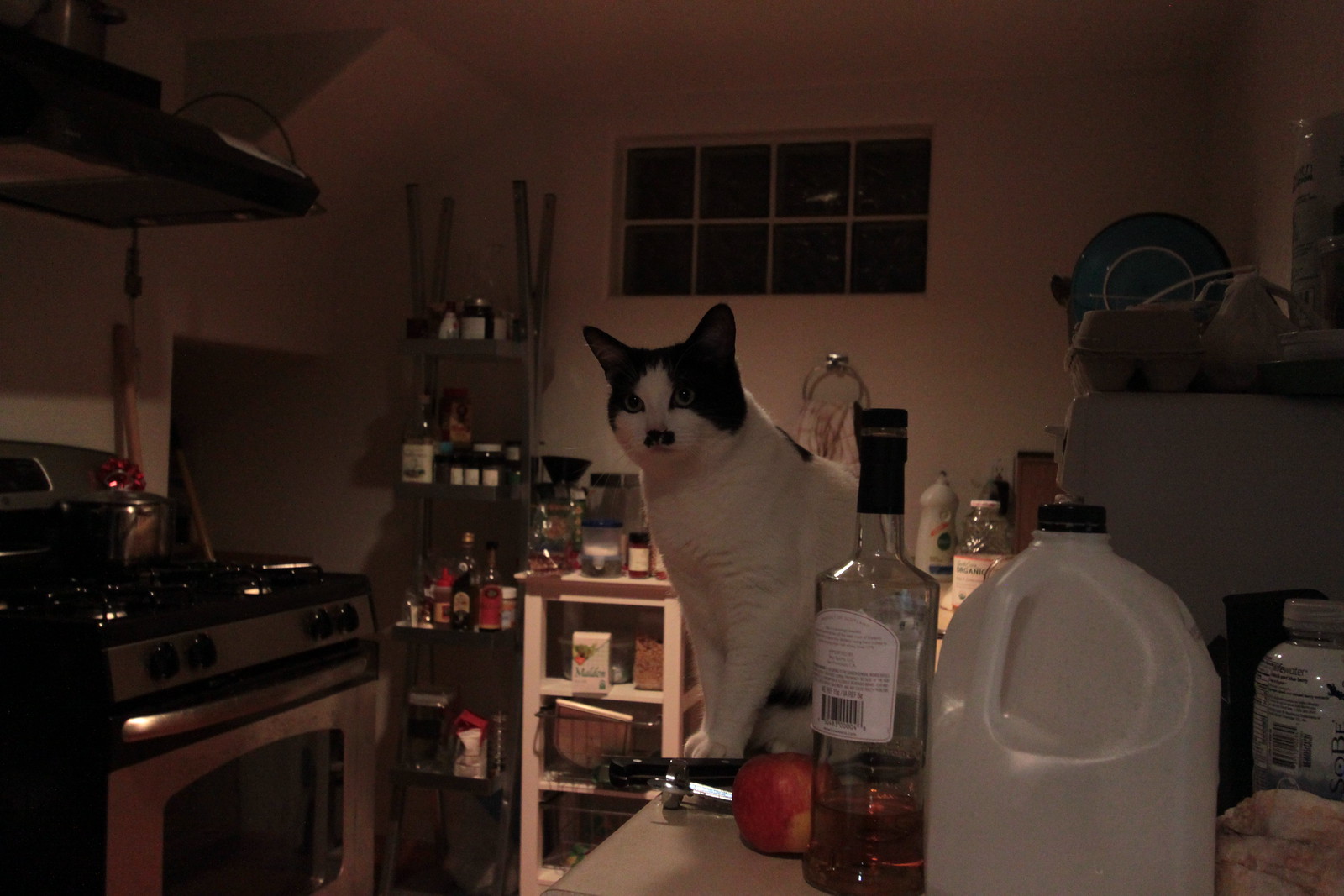 IMG_4853 - KITCHENCATTT