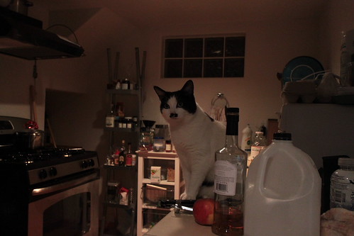 IMG_4853 - KITCHENCATTT