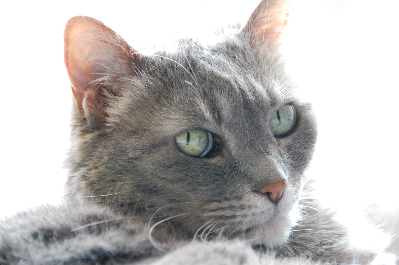 CAT - DSC_0076
