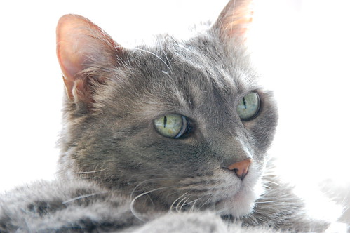 CAT - DSC_0076