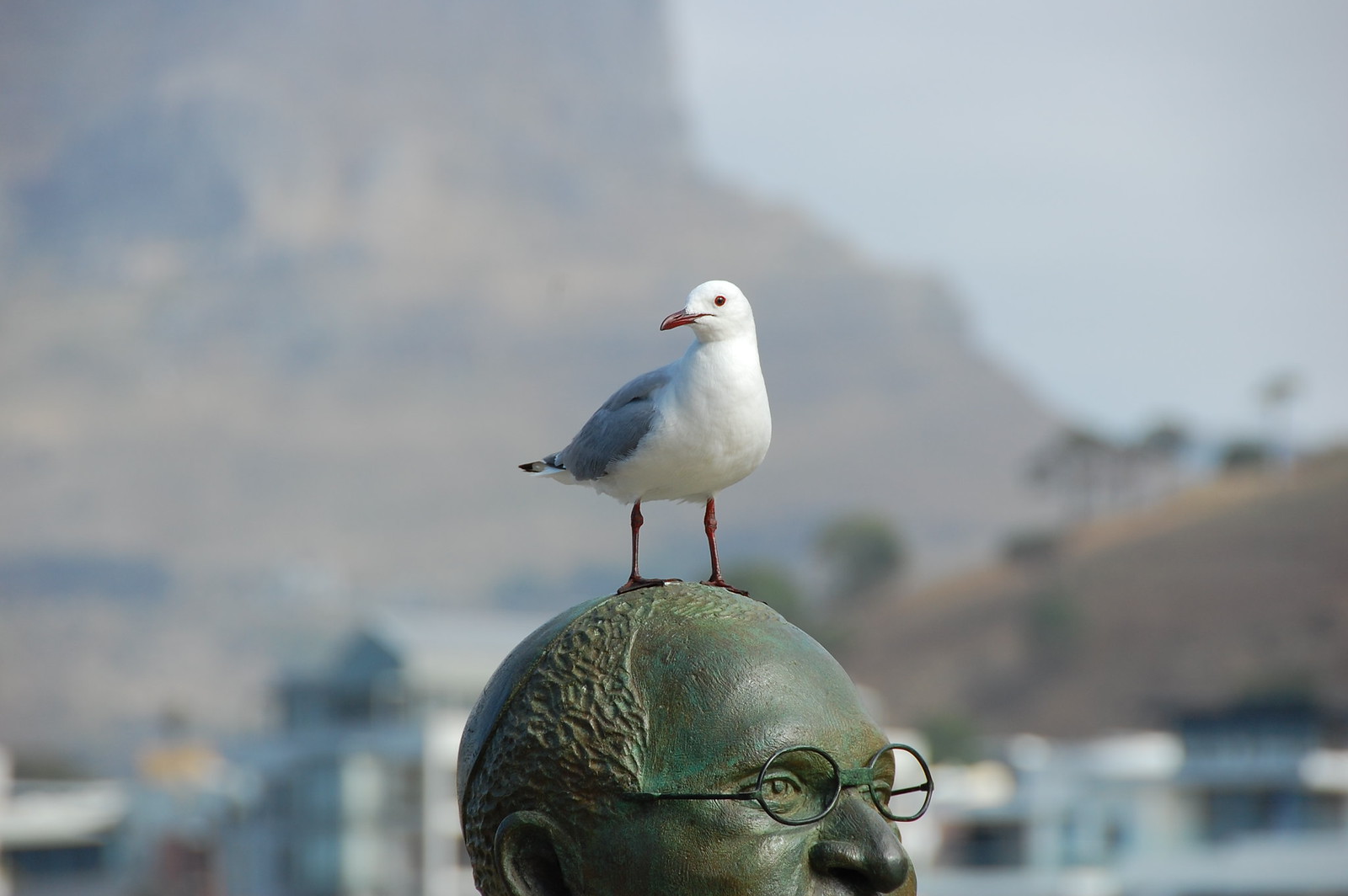 Archbiscop Desmond and Gull - DSC_0589