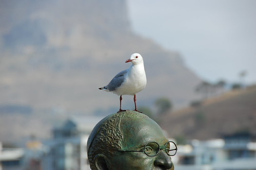 Archbiscop Desmond and Gull - DSC_0589