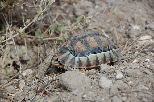 Tortoisery - DSC_0642