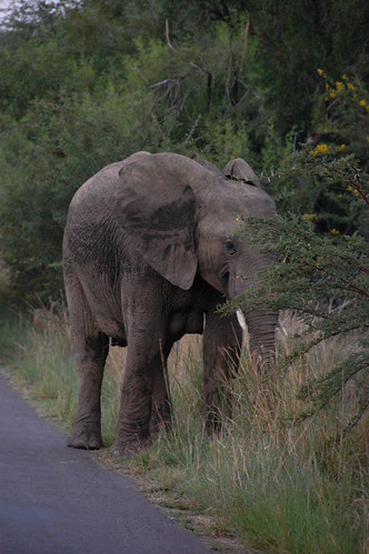 Elephand - DSC_0214