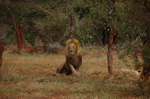 If a Lion - DSC_0270