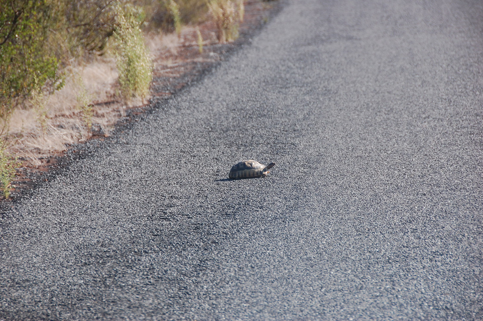 Tortoise Way - DSC_0731