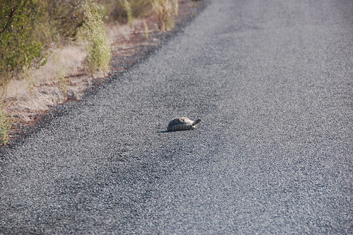 Tortoise Way - DSC_0731