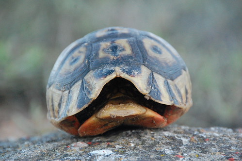 Tortoise Srept - DSC_0912