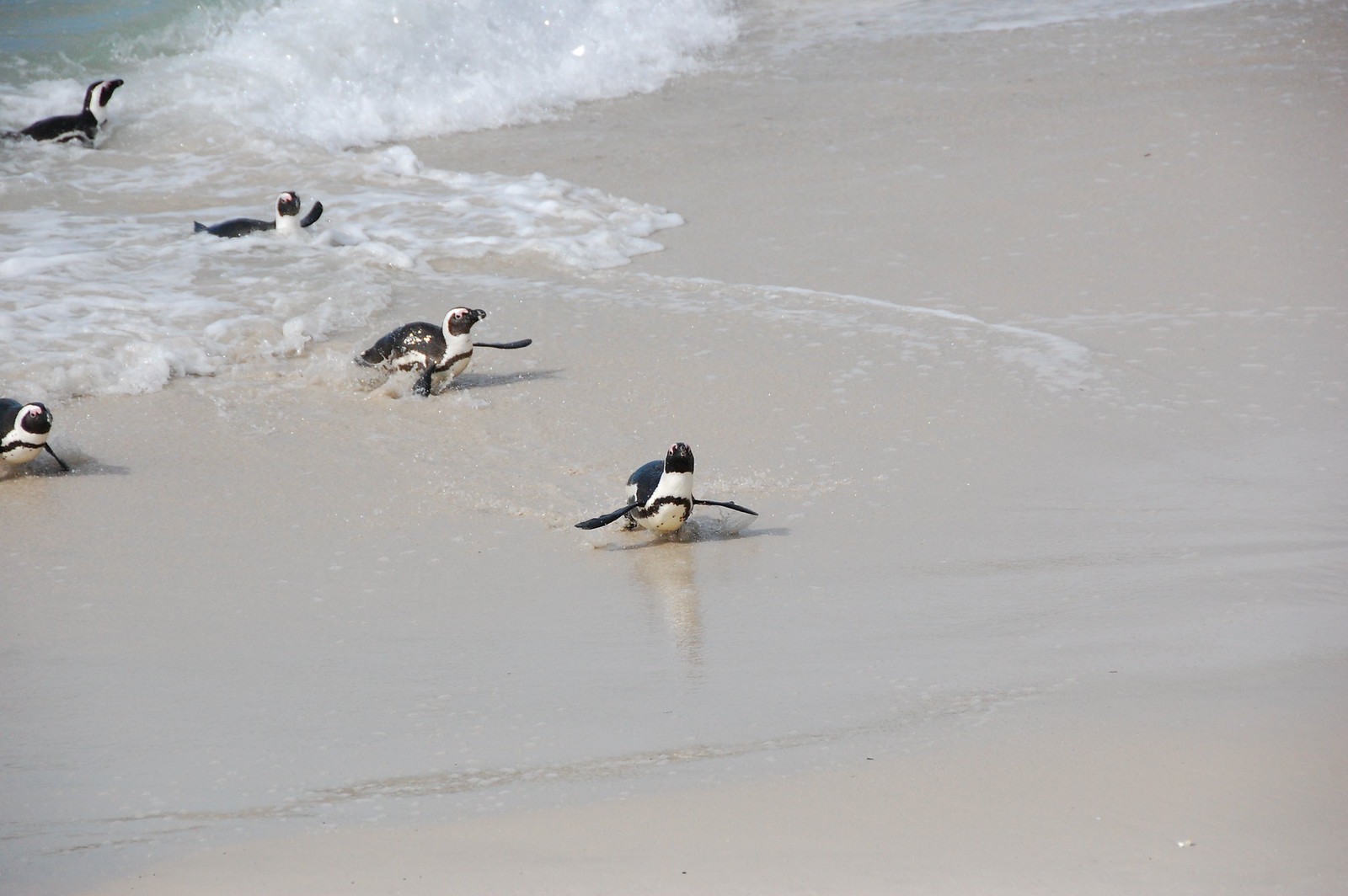 Surfing Peng - DSC_0980