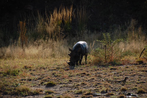 Warthog - DSC_0104