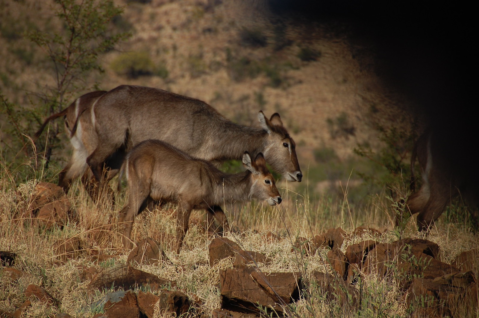 Kudus - DSC_0109