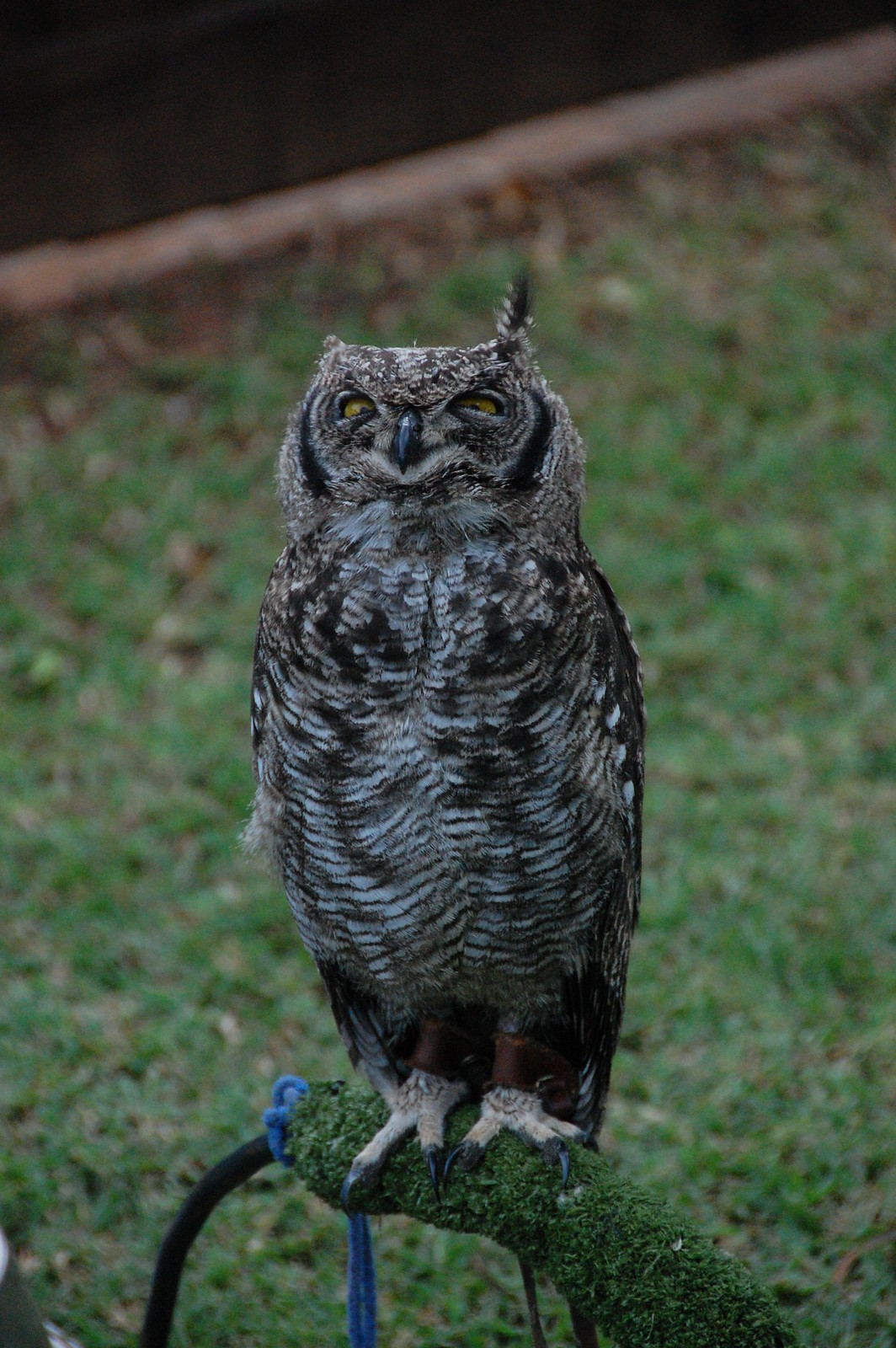 Boss Wol - DSC_0345
