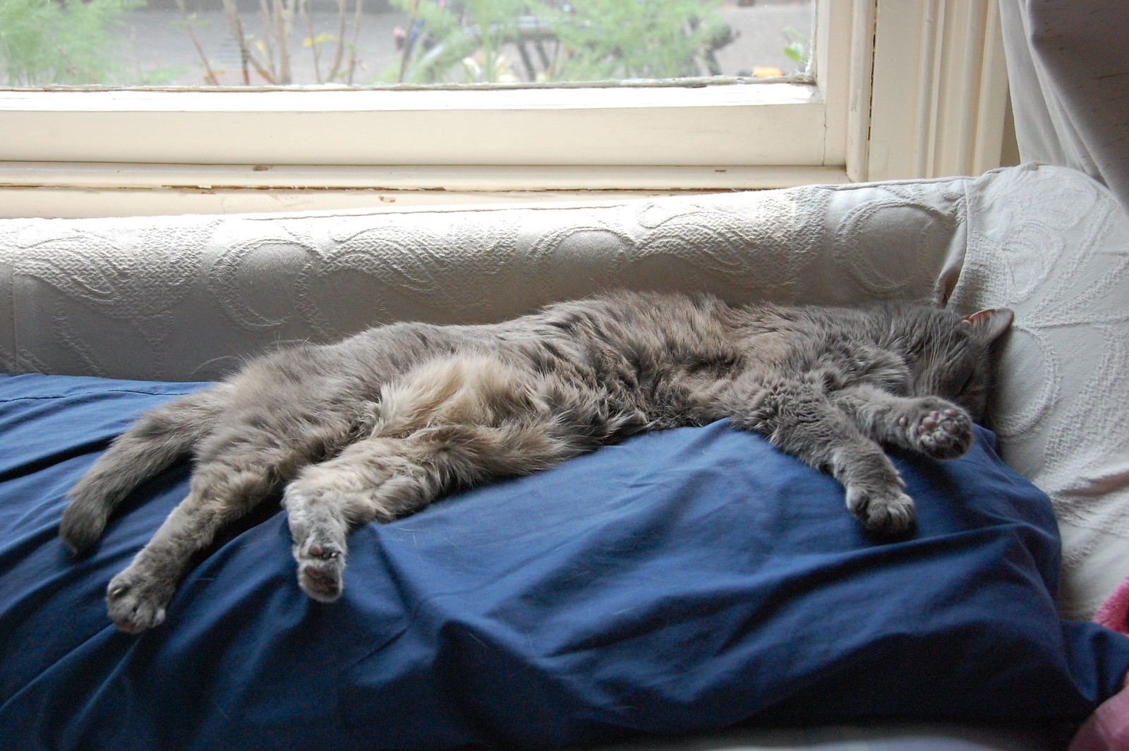 Cat Sprawl - DSC_0065