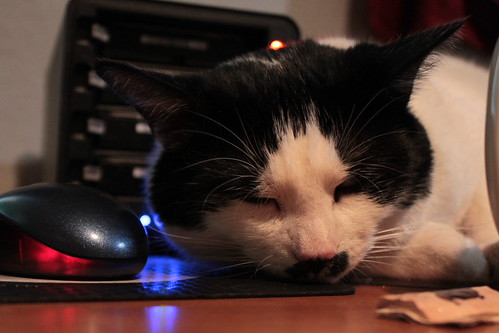IMG_5226 - CATTTRECCOVER!!