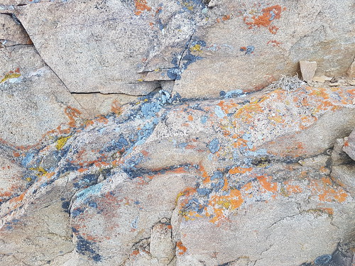 20200118_160914 - Thirty-five lichens