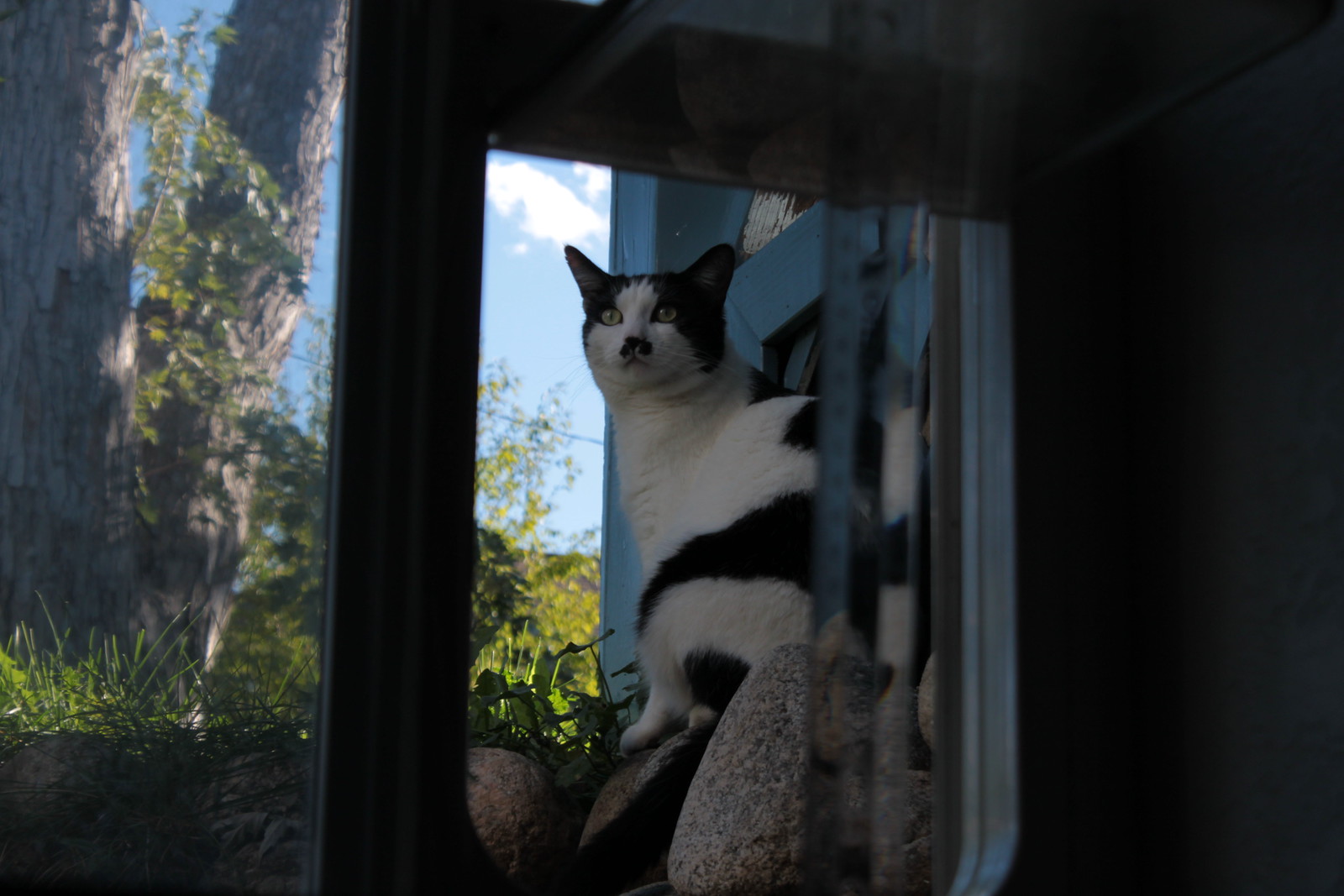 IMG_5461 - CATTTHROUGHDOORR