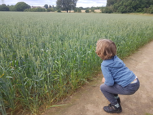 20210711_170634 - Amidst the native corn