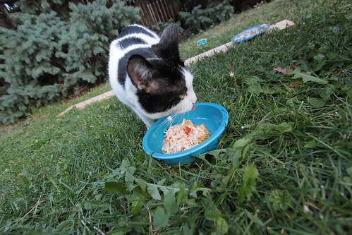 IMG_5495 - CATTLICK CCAKE