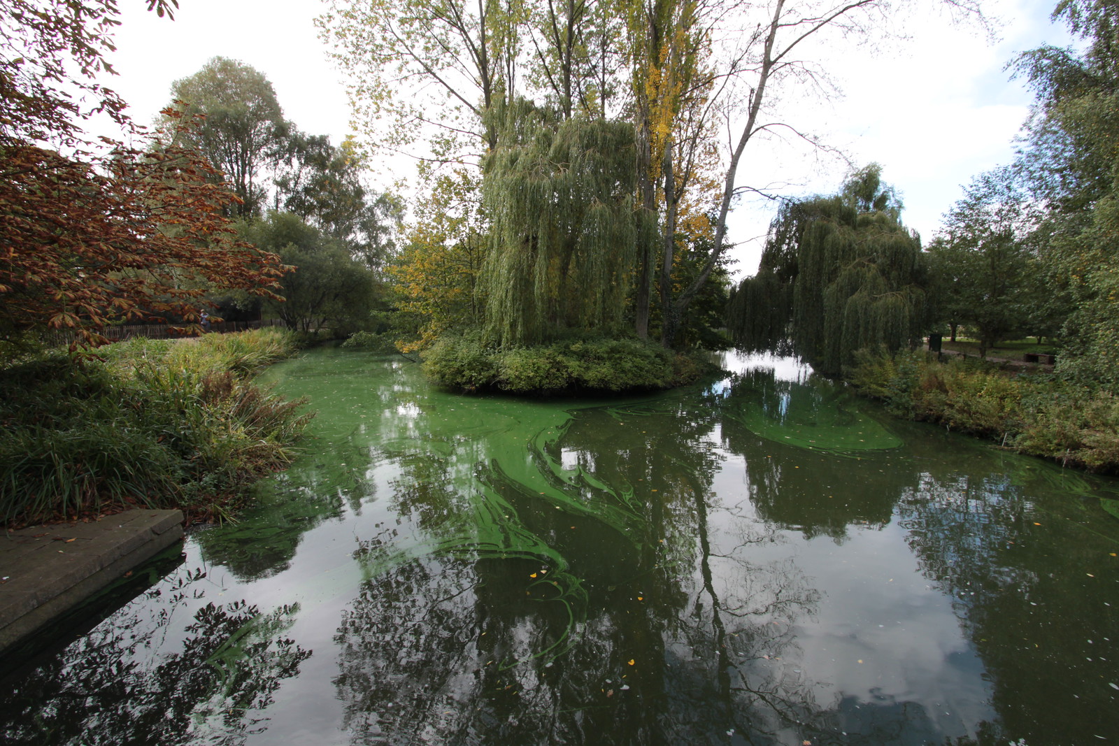 IMG_5571 - Green SCHLEIM