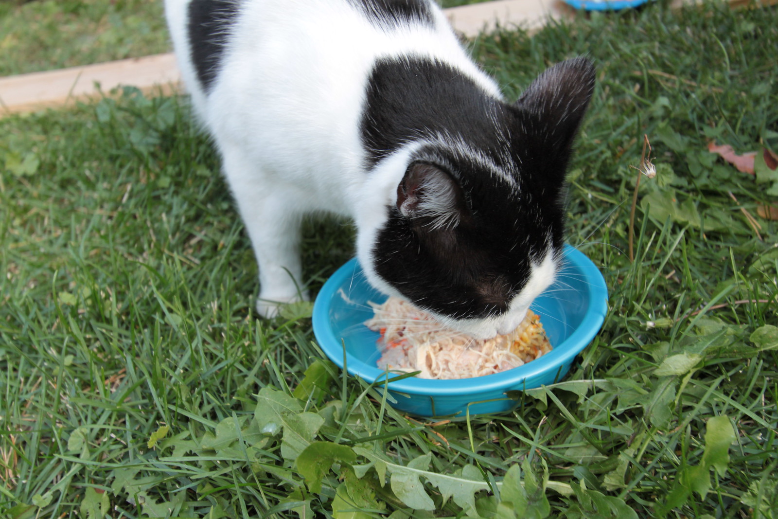IMG_5492 - CATTSLURP