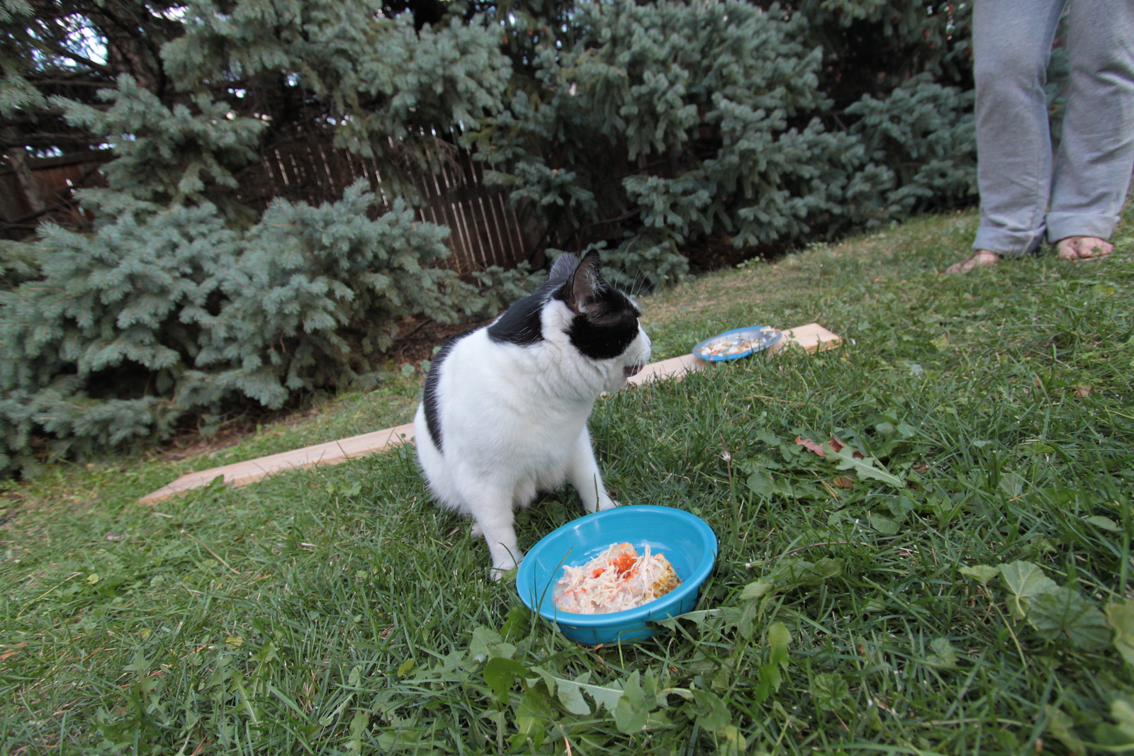 IMG_5499 - CATTLOOK II