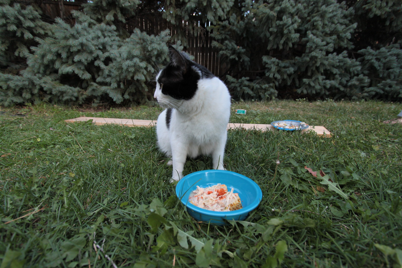 IMG_5500 - CATTLOOK I
