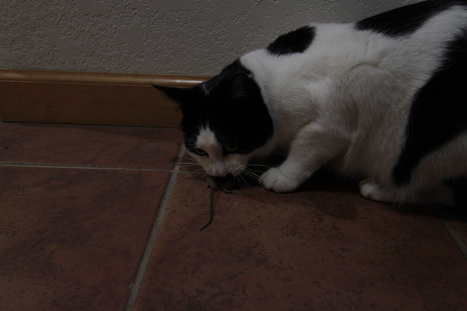 IMG_5788 - CATTT CCCONSSUM