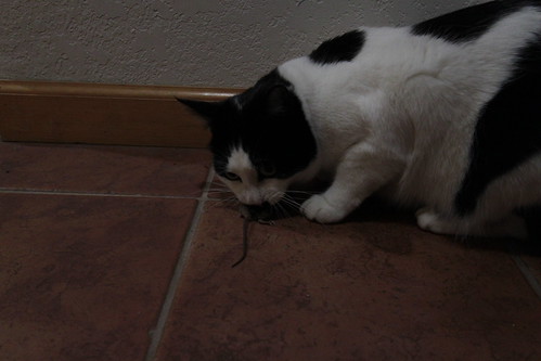 IMG_5788 - CATTT CCCONSSUM