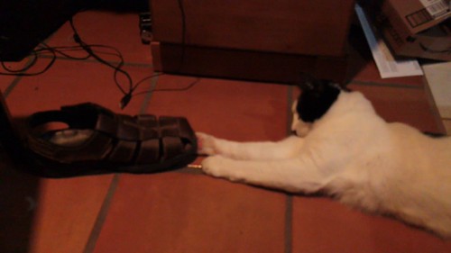 MVI_5754 - CATTOMOUS!