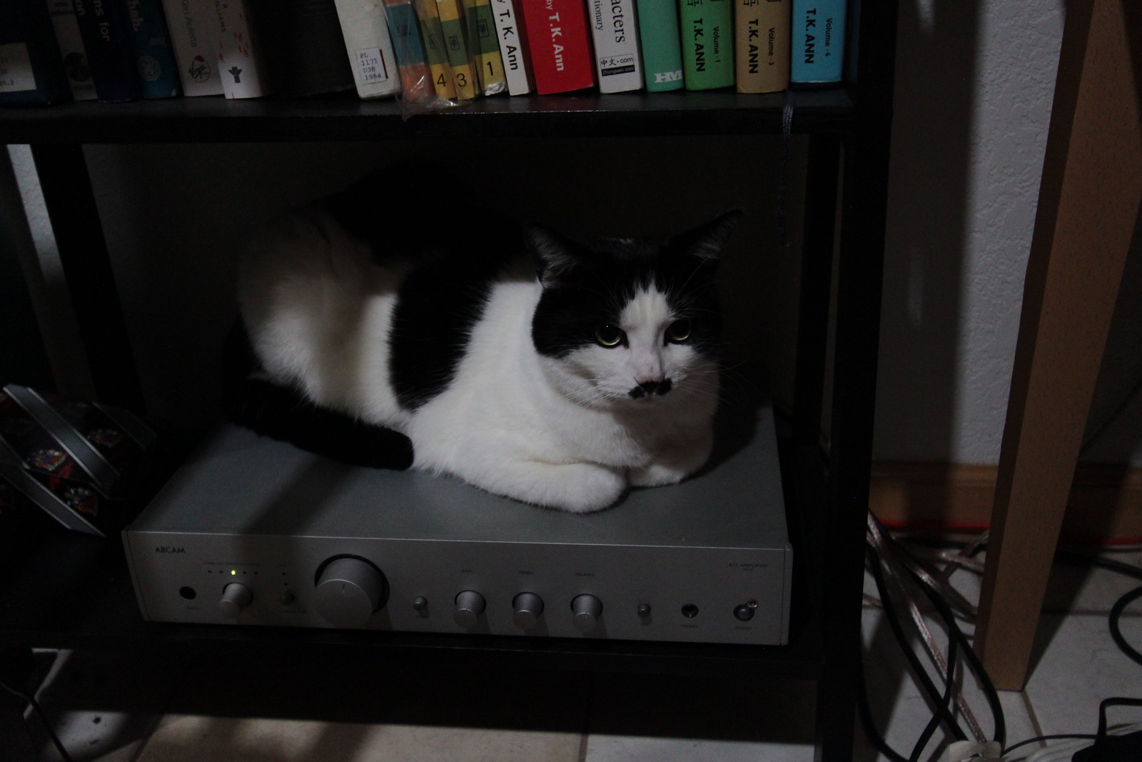 IMG_5810 - CATTTIFIER