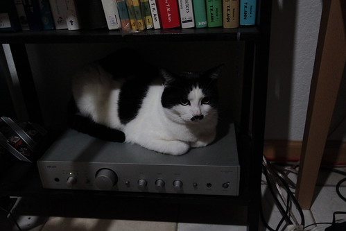 IMG_5810 - CATTTIFIER