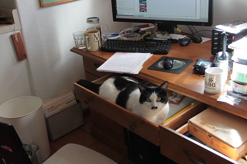 IMG_5663 - CATTINDDRAWER!