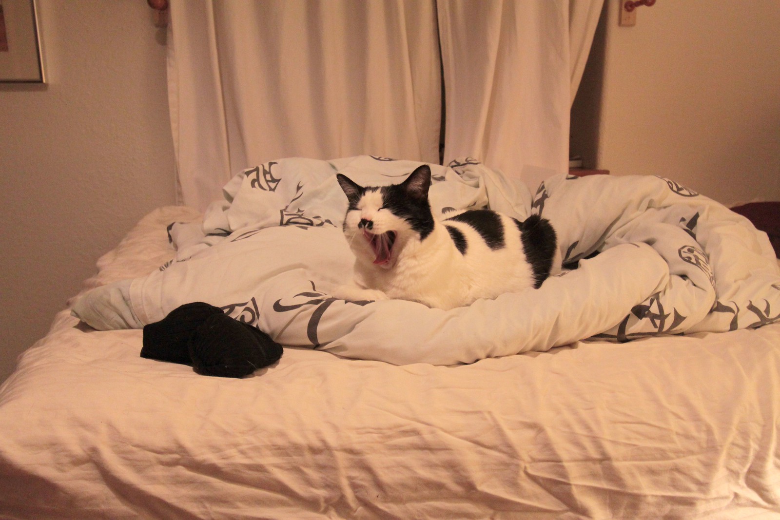 IMG_5862-gamma - CATTTYAWNN