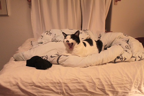 IMG_5862-gamma - CATTTYAWNN