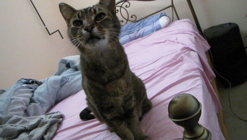 MVI_1559 - Richard *DHE* CATT PRRS!