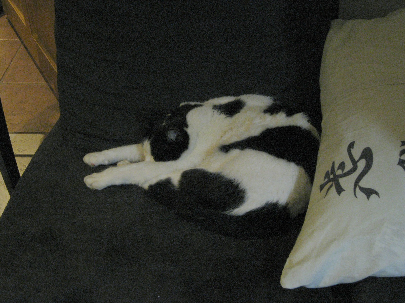 IMG_0158 - gamma - CATTT's PPOSE!!