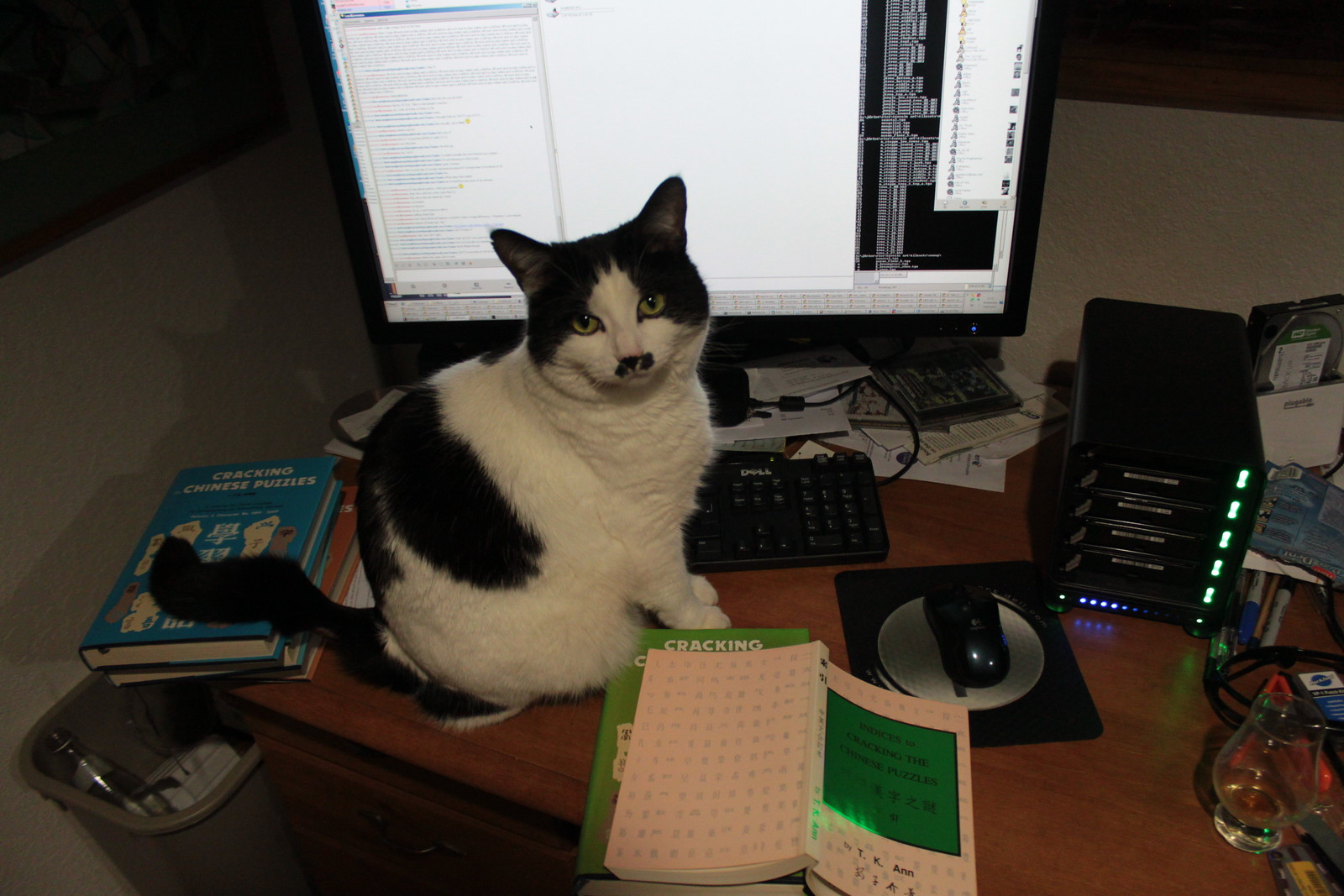 IMG_6214 - CHINESECATT