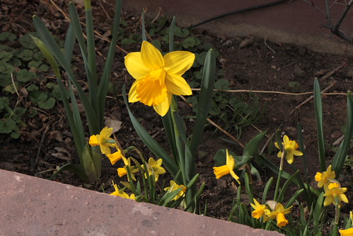IMG_6223 - DAFFODIL of SPPRING