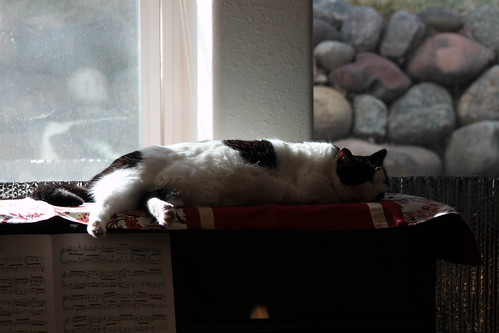 IMG_6184 - CATTRUNNER
